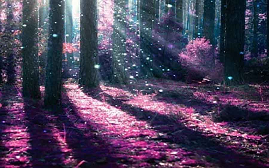 The Numerologist community