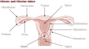 Illu_cervix Illu_cervix