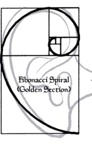OuterEarCochlea (1) OuterEarCochlea (1)